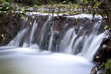 Fototapeta premium Creek in the forrest