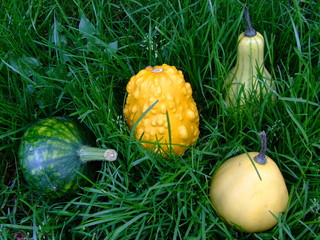 Four pumpkins