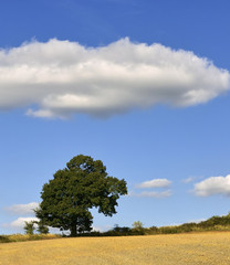 Obraz premium farmland