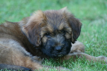 Photos Illustrations Et Vidéos De Berger De Brie