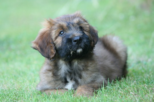 chiot briard couch&eacute; en sphinx