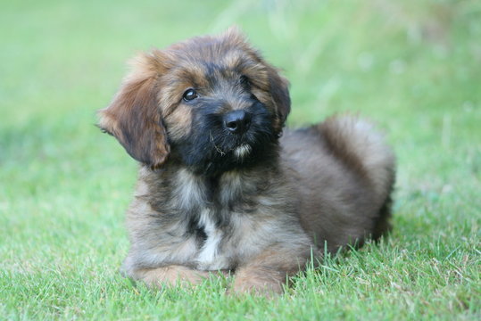 chiot briard couch&eacute; en sphinx