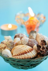 Shells on of blue background