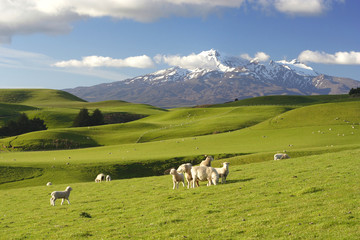 Landschap van Nieuw-Zeeland