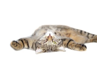 katzenschlaf