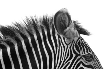 Fototapeta na wymiar Gorgeous Zebra!