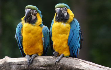 Fototapeta na wymiar Para papug