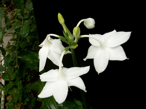 lys de la vierge