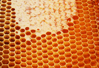 Honeycomb wax cell