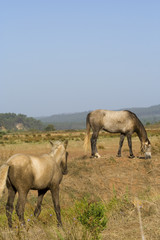Fototapeta premium horses in a field