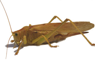 An insect is legs