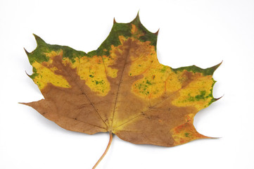 Typical autumn leaf.