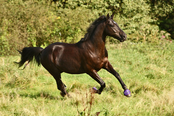 Fototapeta premium landarco3