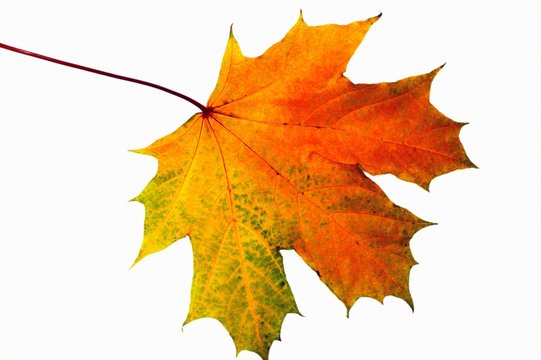 Autumn maple leave