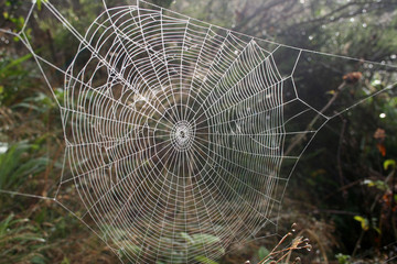 Toile d'araignée © Frédéric LEVIEZ