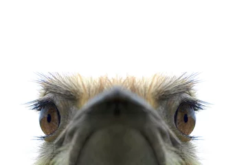 Tuinposter Struisvogel struisvogel