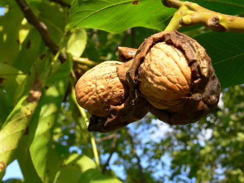 Waln&uuml;sse am Baum mit offener Schale