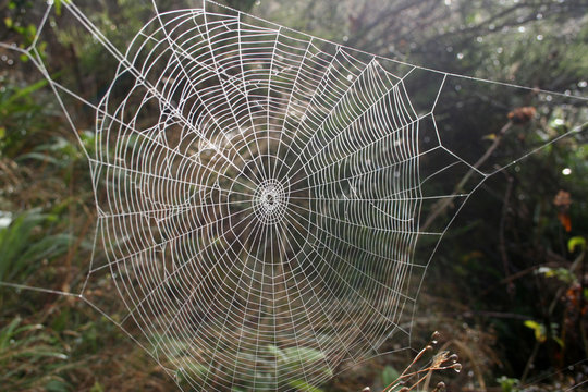 Toile d'araign&eacute;e