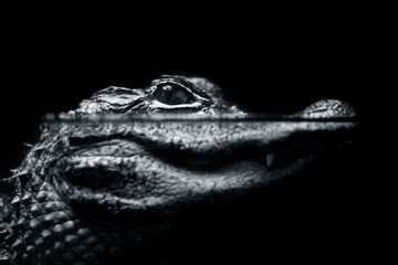 alligator