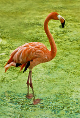 flamingo