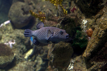 tropical fish