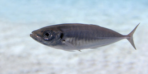 marine fish