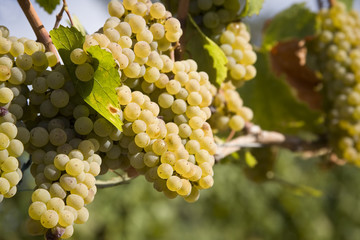 Chardonnay Grapes in Vineyard