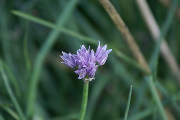 chive flower