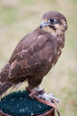 Fototapeta premium Falcon