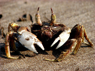 The Crab King