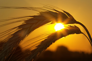 Wheat