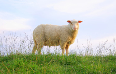 Obraz premium Deichschaf