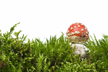 Autumn scene: red mushroom