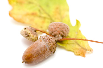 acorn and leaf