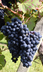 Rotwein vor der Lese 2