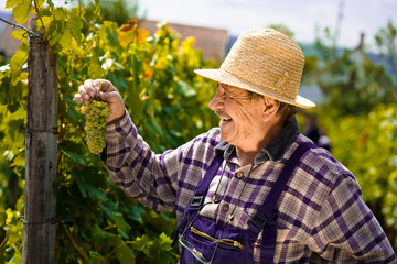 Vintner examining grapes