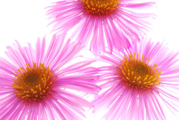 Obraz premium pink asters