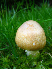 Champignon
