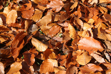 Herbstblätter