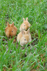 three rabbits landing on grass