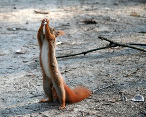 Begging for a nut squirrel. Hands up.