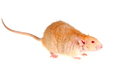 Rat on a white background