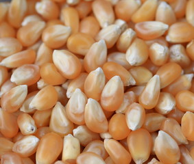 sweetcorn kernals