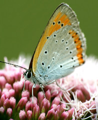 Fototapeta na wymiar Pomarańczowy motyl makro.