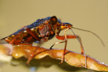 Close-up of shield bug Pentatoma rufipes
