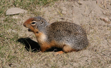 Columbian Ground Squirrel
