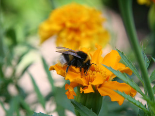 Gadfly on yellow flower.