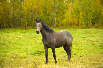 horse in fall field