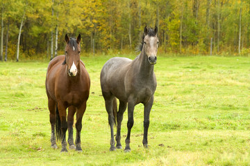 Two horses in autumn field