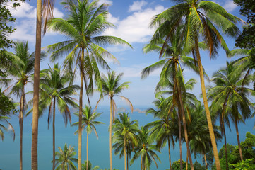 palms view